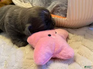 Shih Tzu dogs for sale: Shih Tzu Puppy 4 - Ad 2