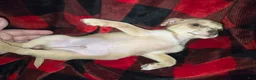 Chihuahua dogs for sale: Cream Boy - Ad 1