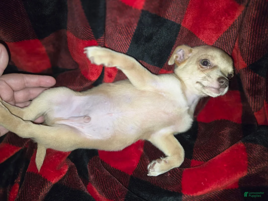 Chihuahua dogs for sale: Cream Boy - Ad 1
