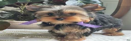 Yorkshire Terrier dogs for sale: Tucker - Ad 4