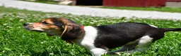Beagle dogs for sale: Vance - Ad 8