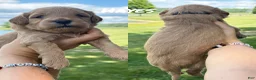 Mini Goldendoodle dogs for sale: Hayes - Mini F1b Goldendoodle - Ad 2