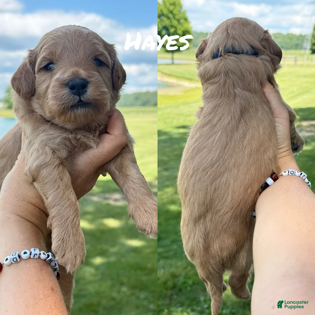 Mini Goldendoodle dogs for sale: Hayes - Mini F1b Goldendoodle - Ad 2