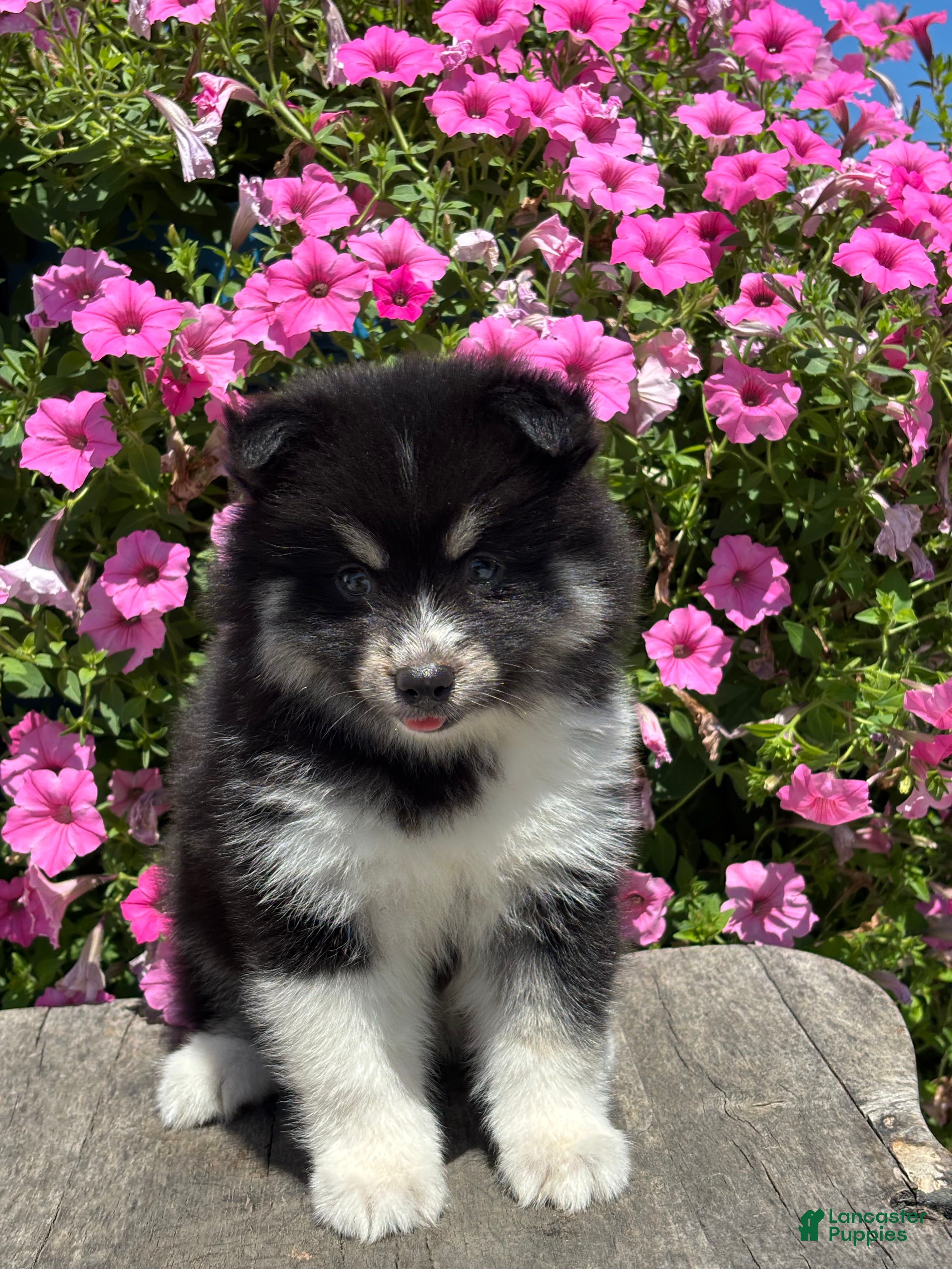 Pomsky dogs Claudia - Ad 1