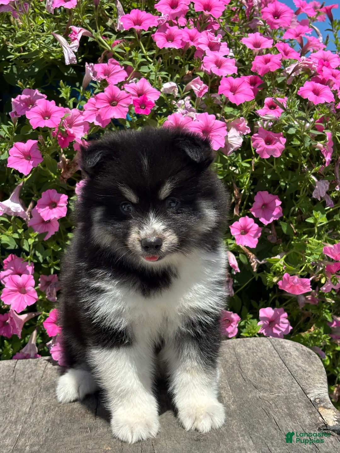 Pomsky dogs for sale: Claudia - Ad 1
