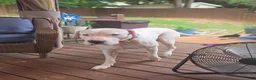 Dogo Argentino dogs for stud: Onyx(stud services only) - Ad 3