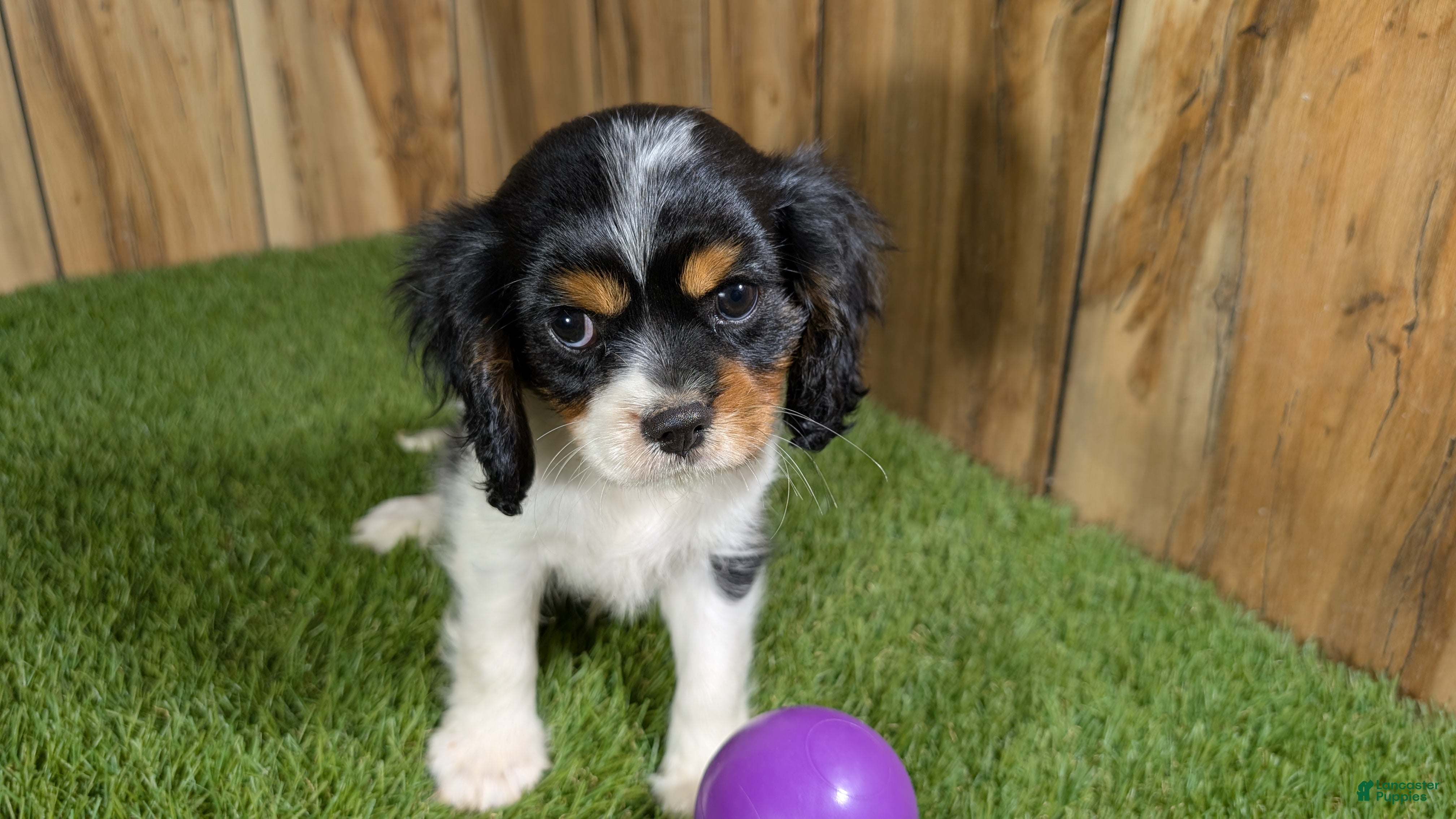 Cavalier King Charles Spaniel dogs Gracie Girl 1 - Ad 2
