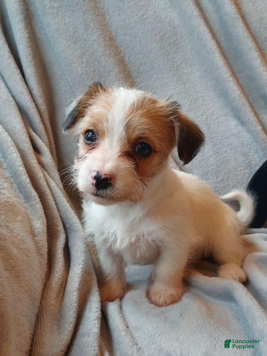 Jackapoo dogs for sale: Holly - Ad 7