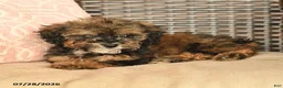 Miniature Poodle dogs for sale: Novalee - Ad 3