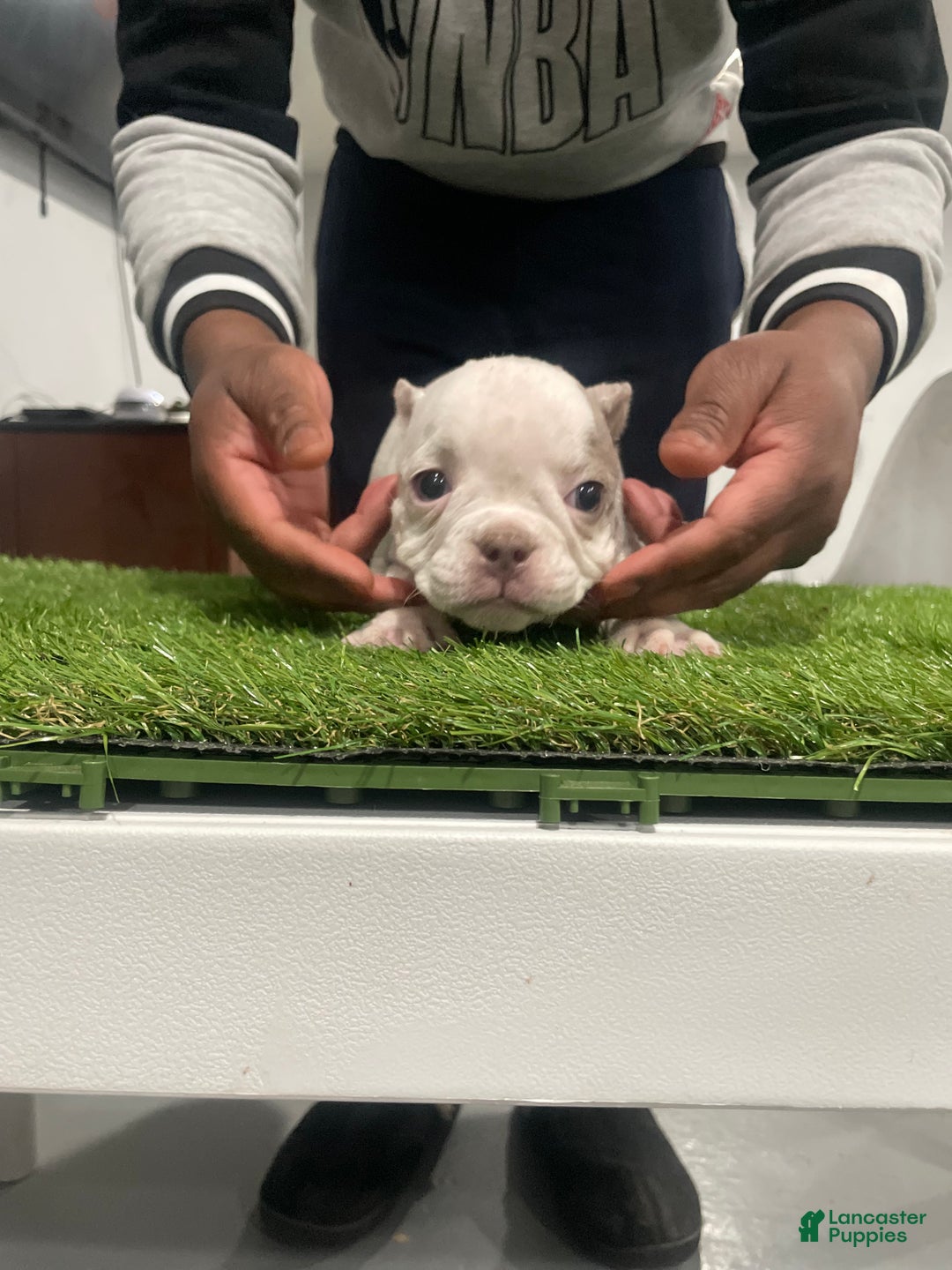 American Bully dogs for sale: Left Eye - Ad 2