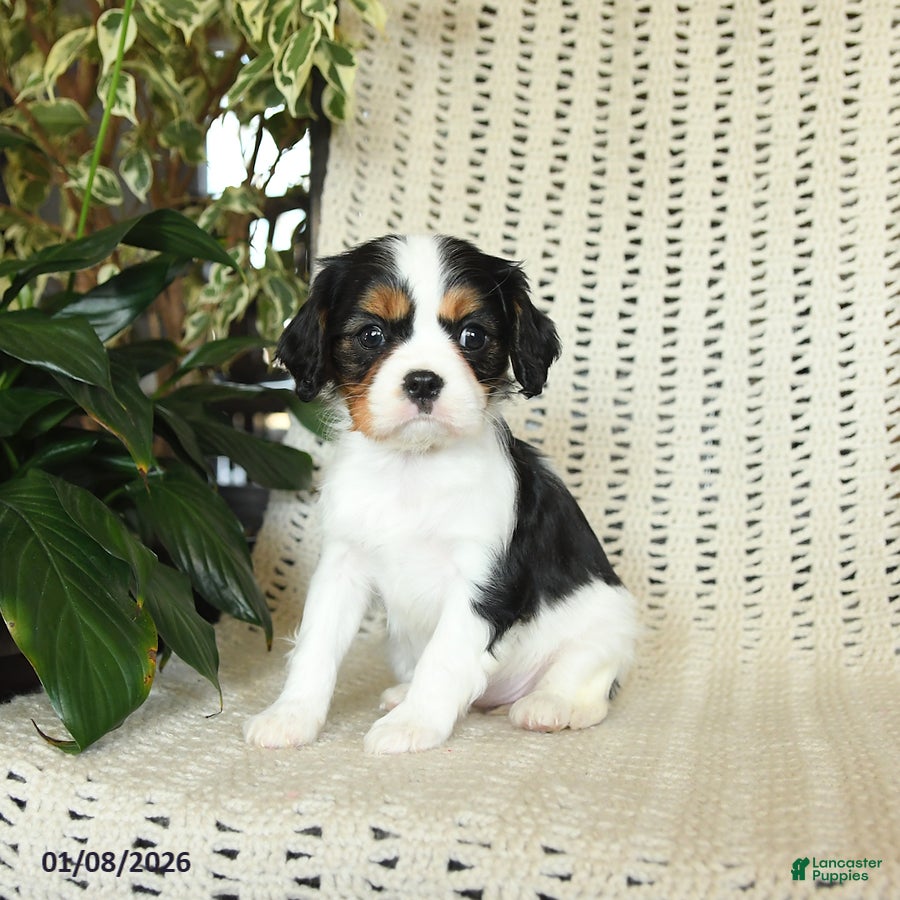 Cavalier King Charles Spaniel dogs for sale: Cleo - Ad 3