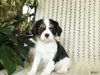 Cavalier King Charles Spaniel dogs Cleo - Ad 12