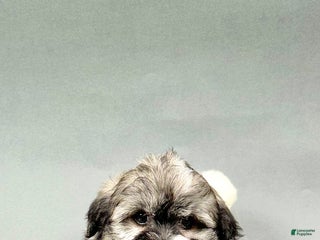 Havanese dogs - Ad 41