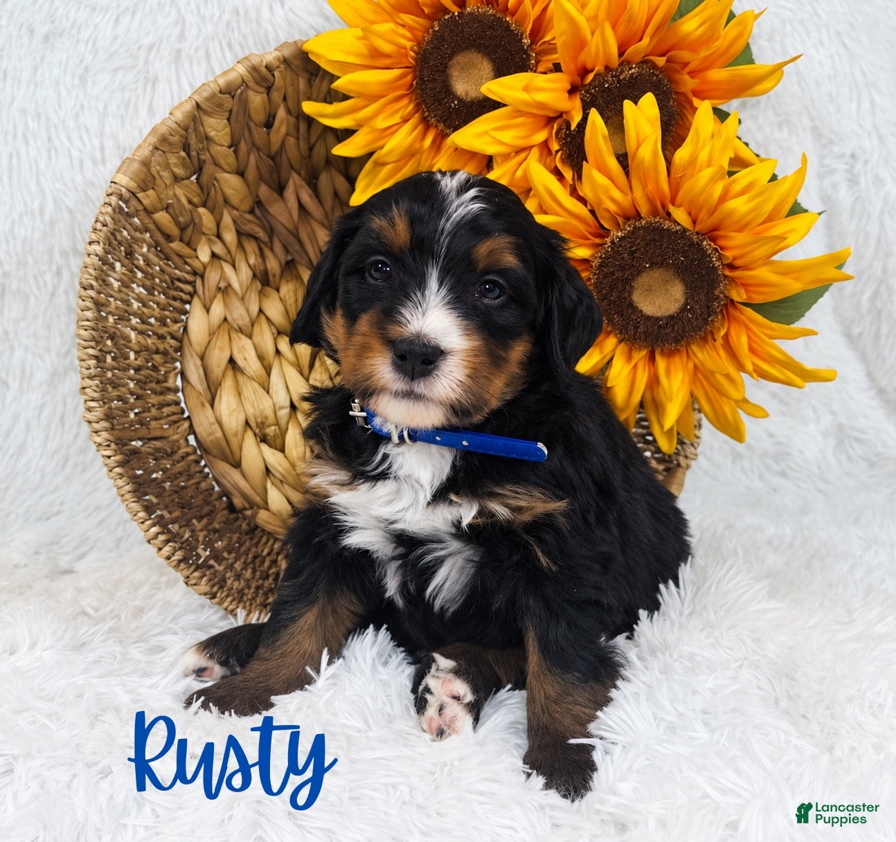 Mini Bernedoodle dogs for sale: Rusty - Ad 2