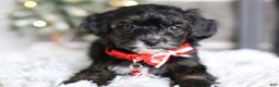 Yorkiepoo dogs for sale: Tinkerbelle - Ad 9