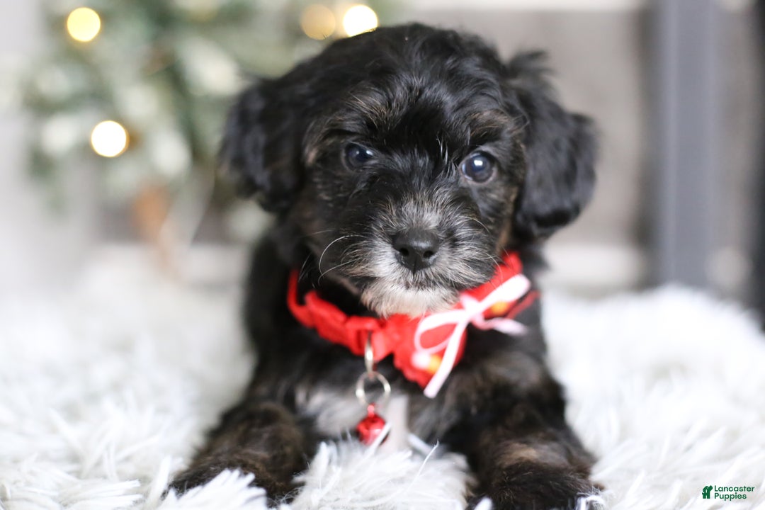 Yorkiepoo dogs for sale: Tinkerbelle - Ad 9