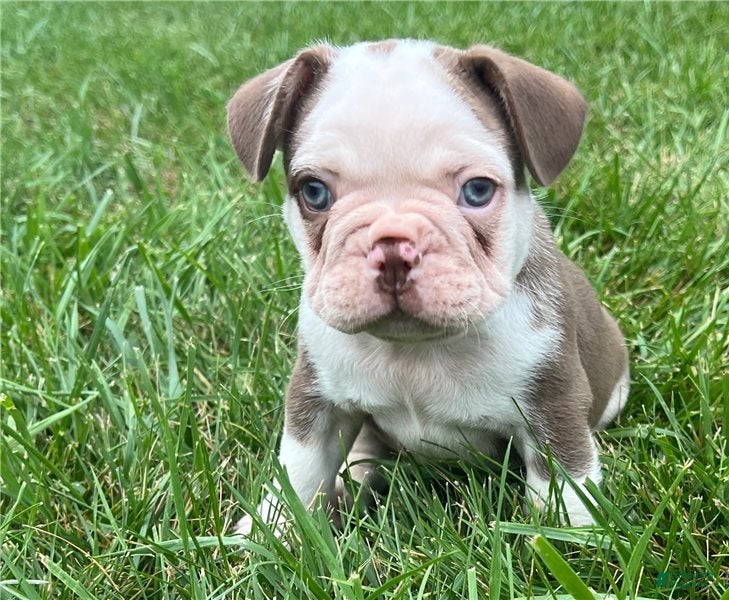 French Bulldog dogs French Bulldog 2 - Ad 10