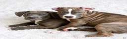 American Bully dogs for sale: American Bully (female#4) - Ad 6