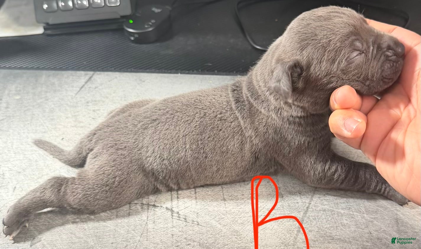Cane Corso dogs Bear - Ad 2