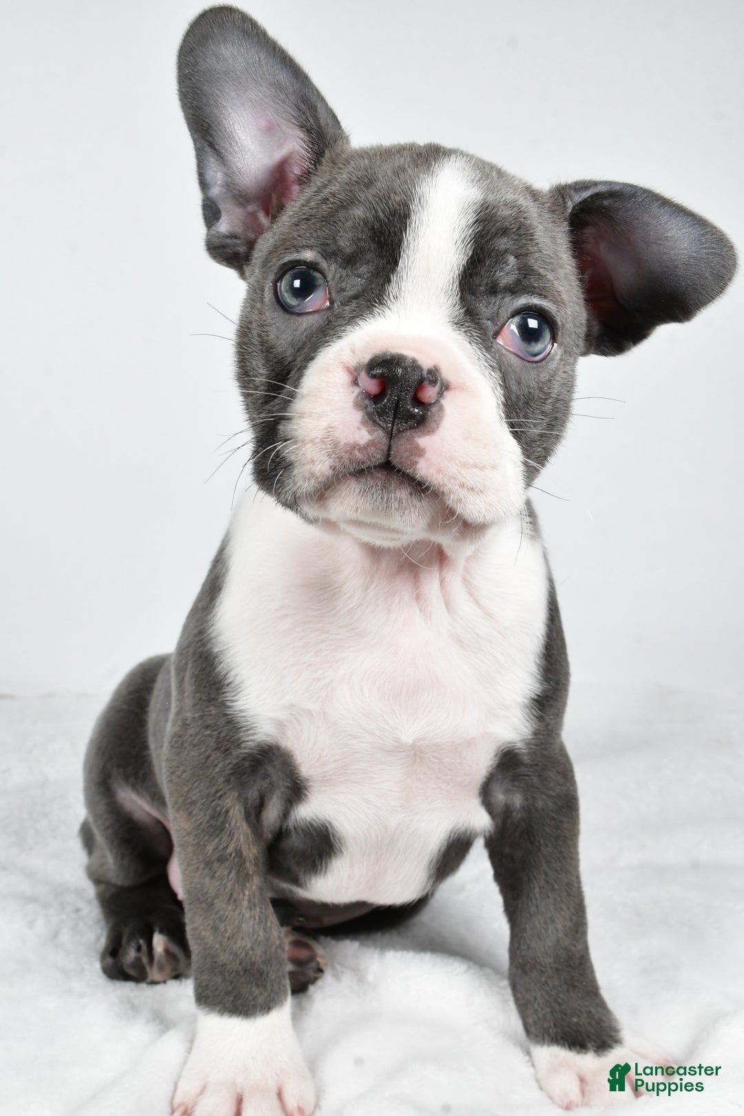 Boston Terrier dogs for sale: Ivory - Ad 6