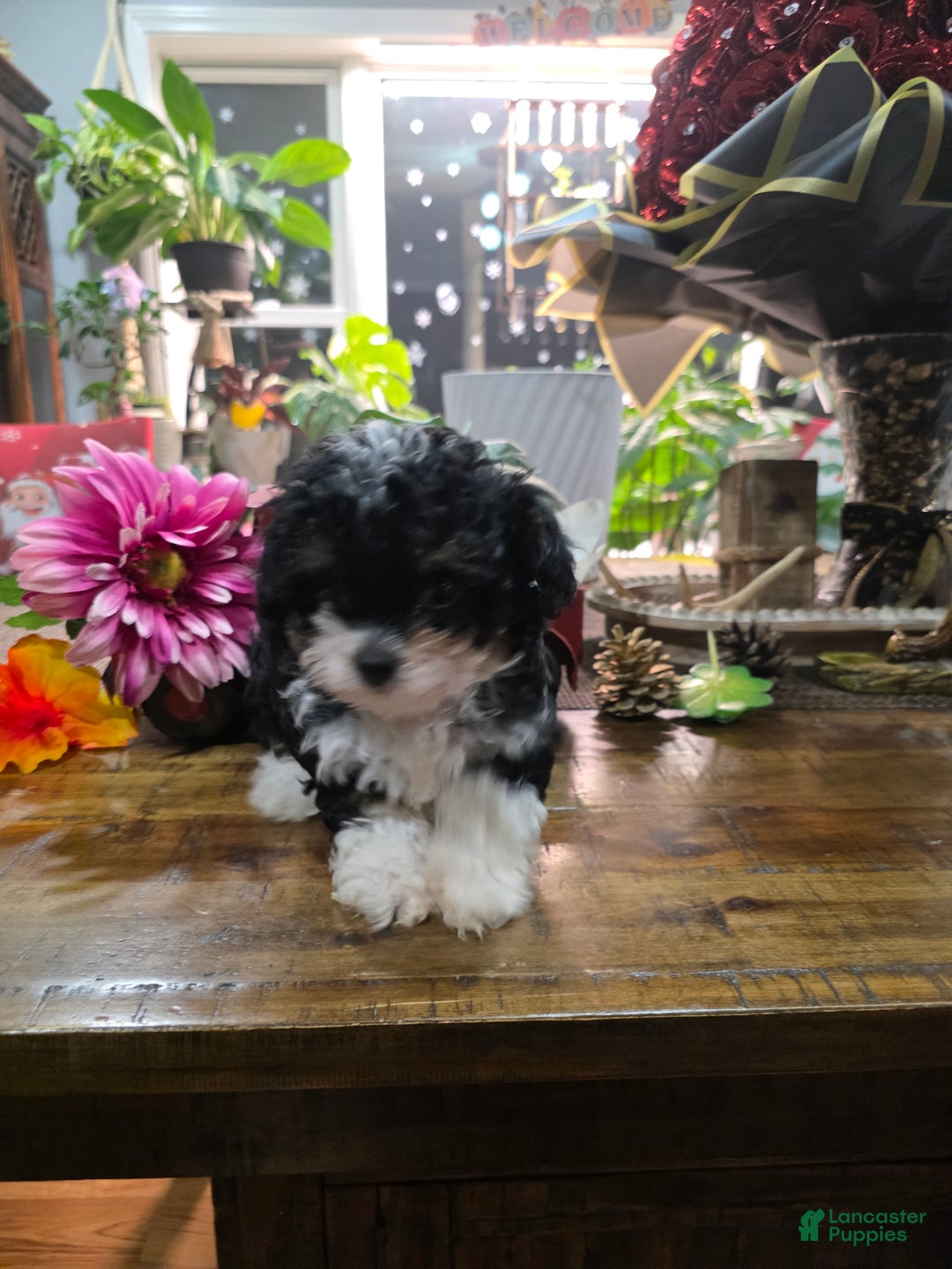 Toy Poodle dogs for sale: Oreo - Ad 2