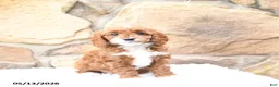 Cavapoo dogs for sale: Maple   - Ad 5