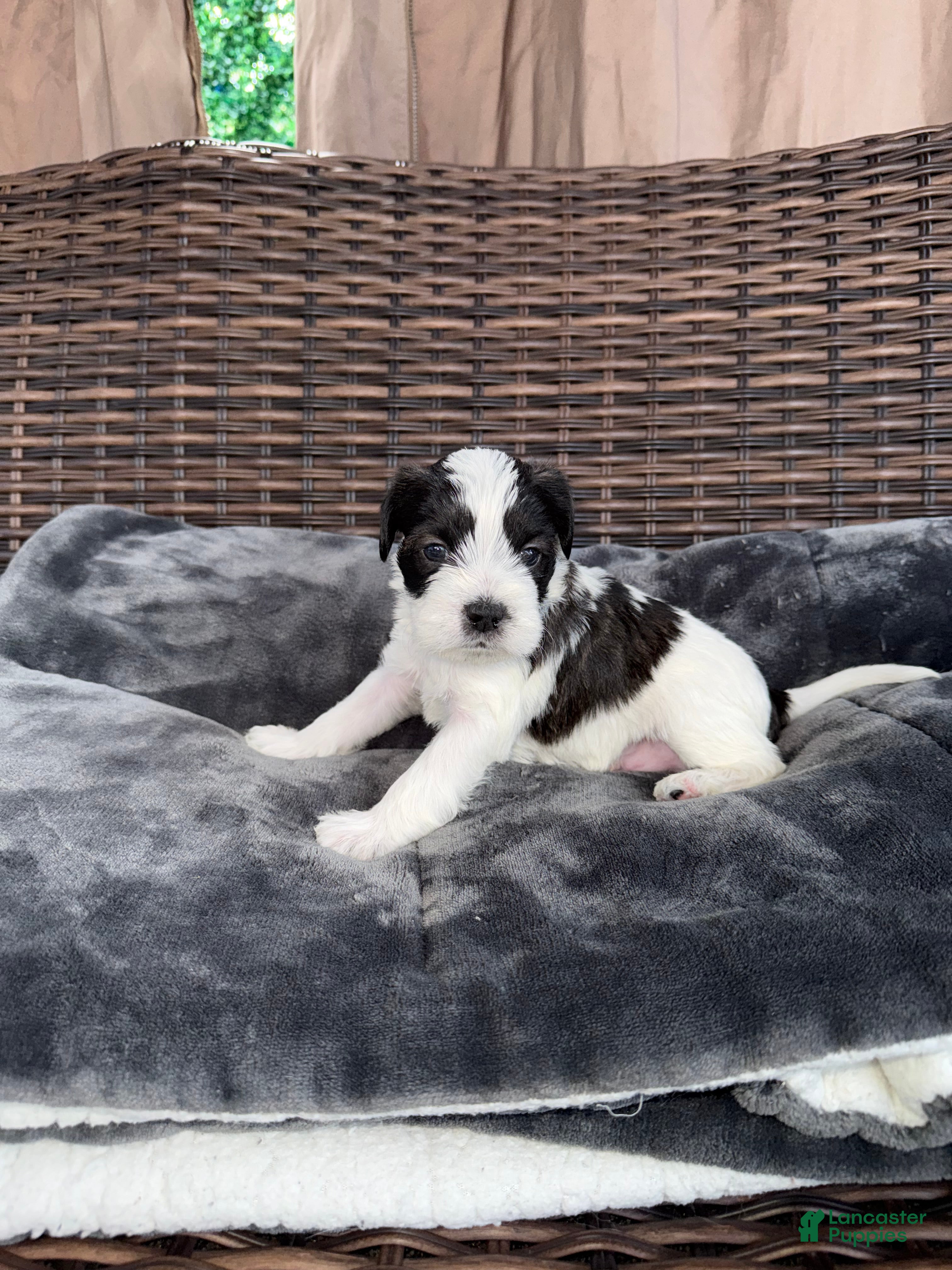 Mixed Breed dogs for sale: Oliver - Ad 2