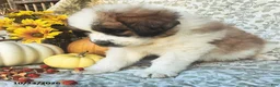 Saint Bernard dogs for sale: Molly - Ad 3