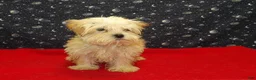 Morkie dogs for sale:  Ace - Ad 5