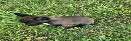 Belgian Malinois dogs for sale: Jonas - Ad 5
