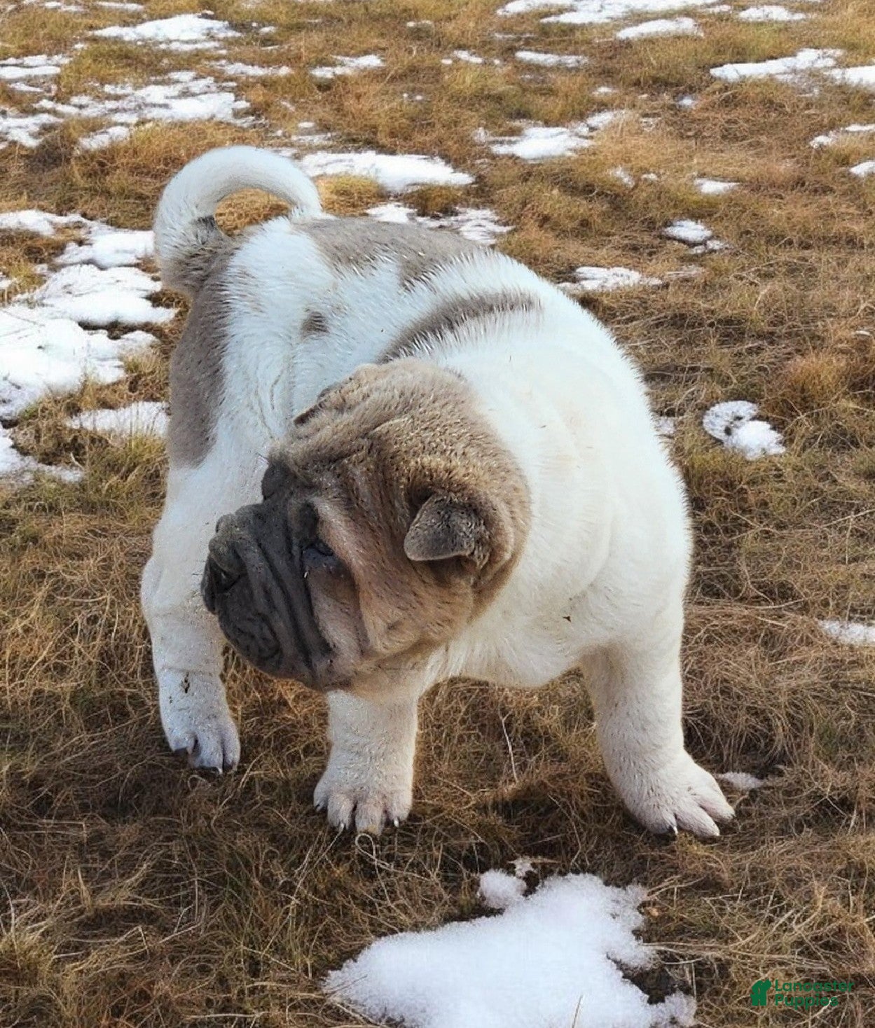 Shar Pei dogs Marble mini sable flower  - Ad 2