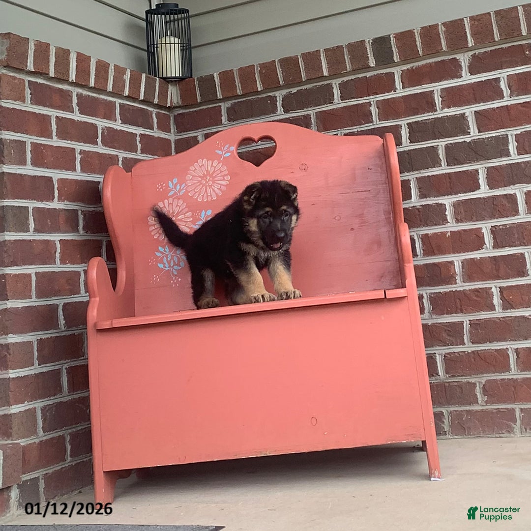 German Shepherd dogs for sale: Sonny - Ad 2