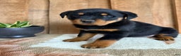 Rottweiler dogs for sale: Logan - Ad 3