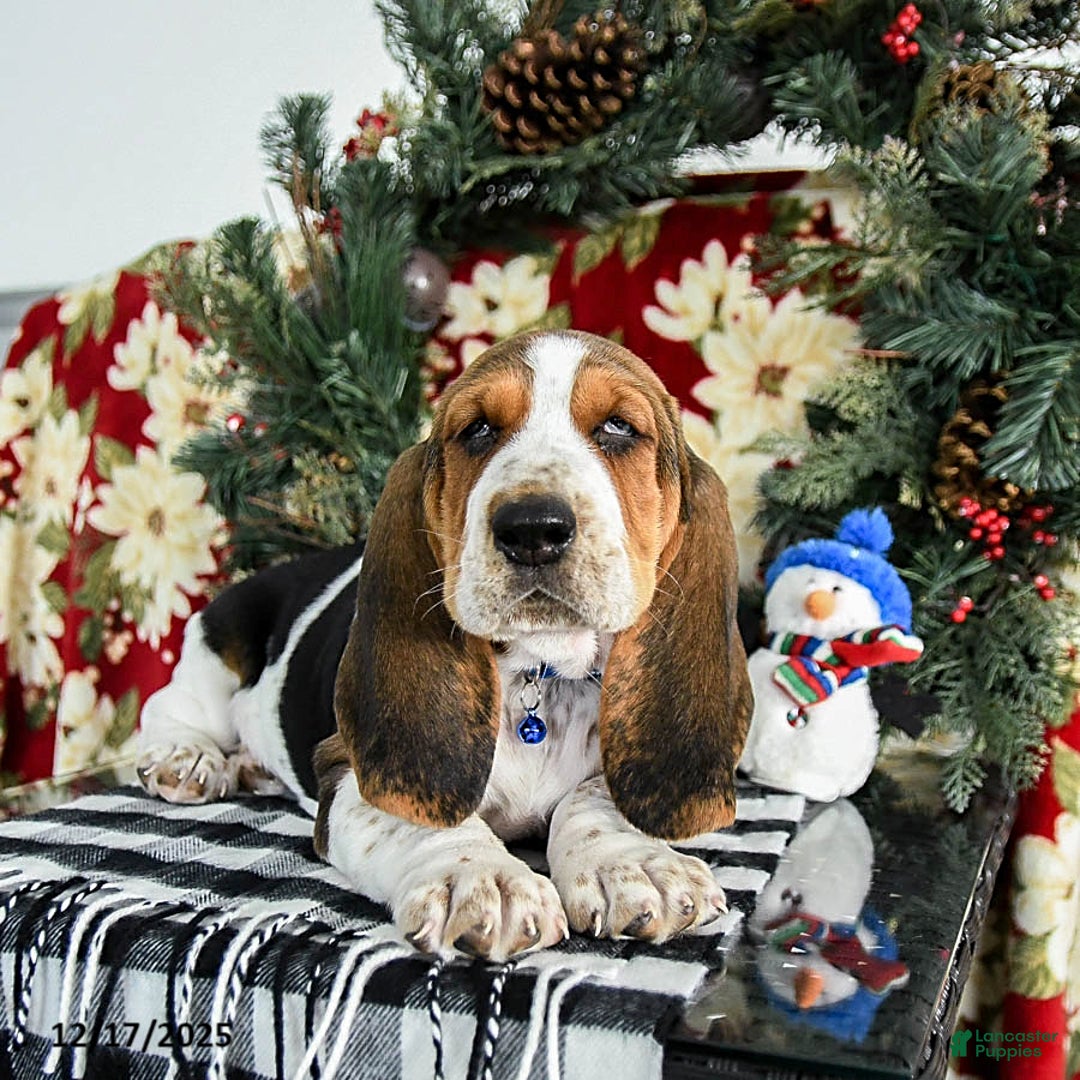 Basset Hound dogs for sale: Felix - Ad 3
