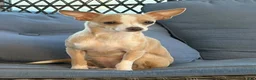 Chiweenie dogs for sale: Marshmellow - Ad 6