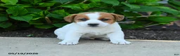 Jack Russell Terrier dogs for sale: Rufus - Ad 3