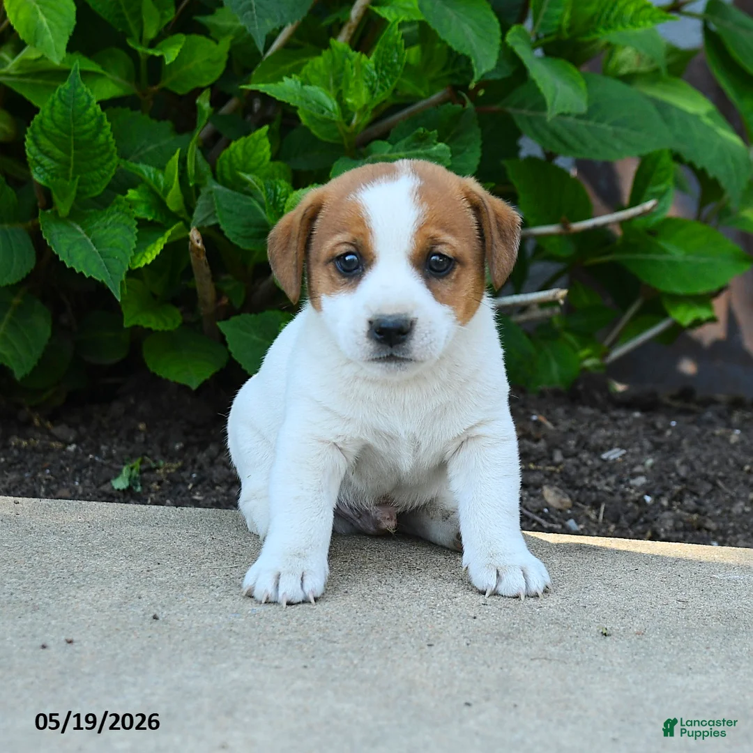 Jack Russell Terrier dogs for sale: Rufus - Ad 3