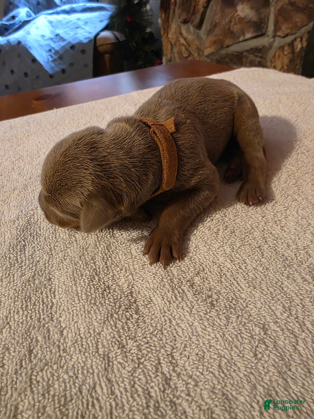 Doberman Pinscher dogs for sale: Doberman Pinscher Puppy 6 - Ad 3