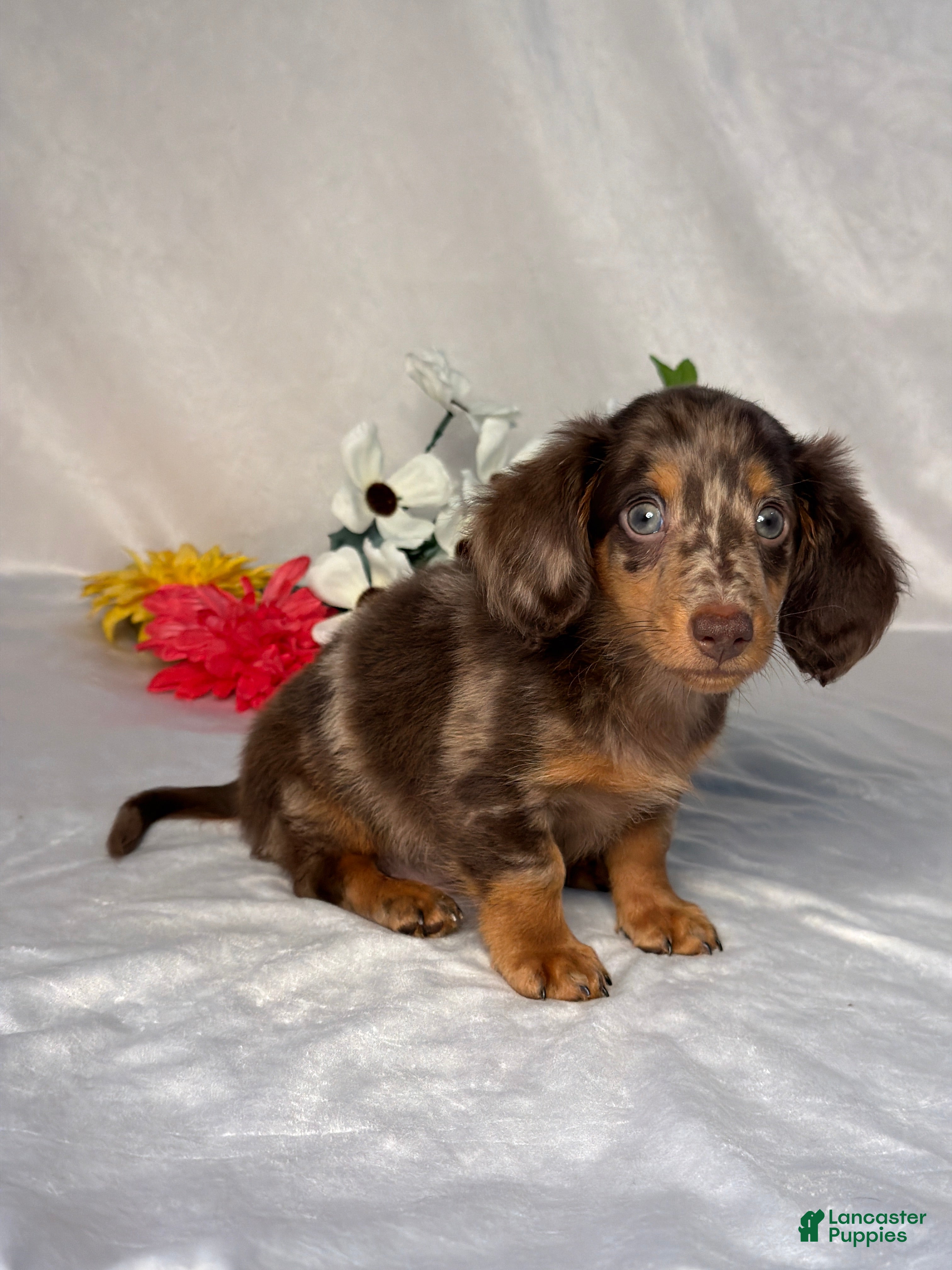 Miniature Dachshund dogs Axel - Ad 2