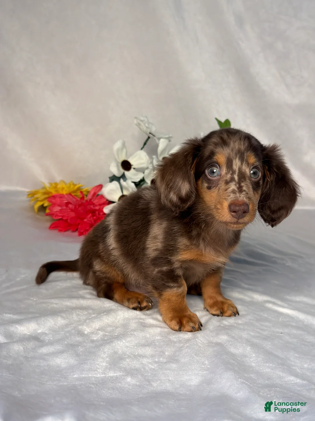 Miniature Dachshund dogs for sale: Axel - Ad 2