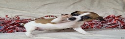 Jack Russell Terrier dogs for sale: FUDGE - Ad 3