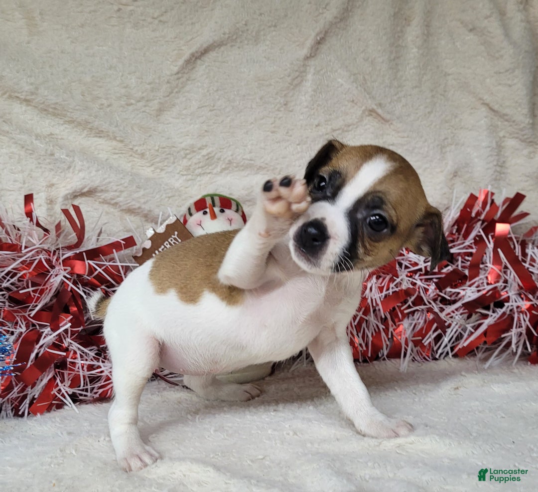 Jack Russell Terrier dogs for sale: FUDGE - Ad 3