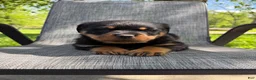 Rottweiler dogs for sale: Titan - Ad 7