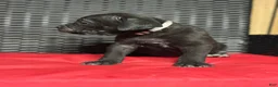 Cane Corso dogs for sale: Pharaoh - Ad 3