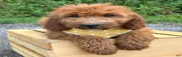 Irish Doodle dogs for sale: Daisy - Ad 5