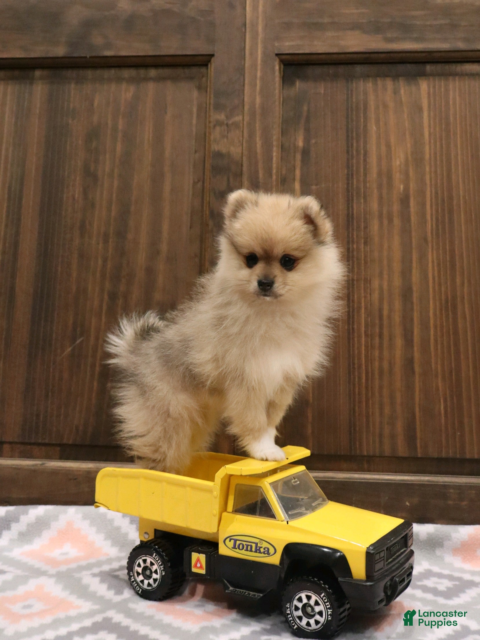 Pomeranian dogs Mickey - Ad 2