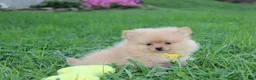 Pomeranian dogs for sale: Finn - Ad 15