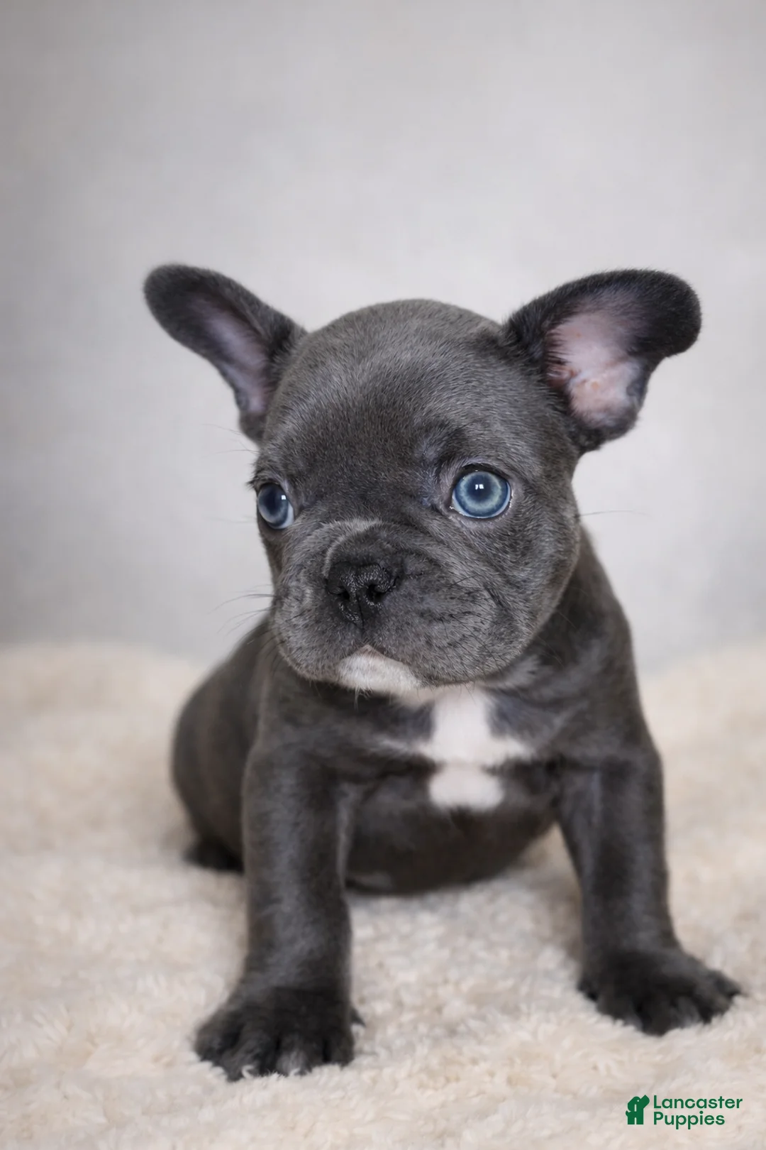 French Bulldog dogs for sale: Rolo - Ad 2