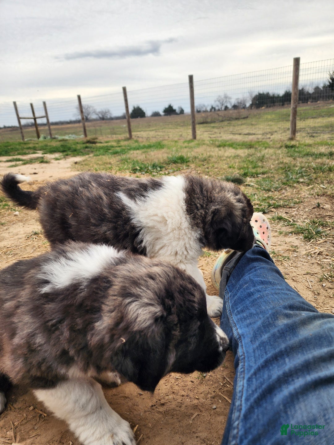 Anatolian Shepherd dogs for sale: Zena 2025 F1 ASD puppy - Ad 31