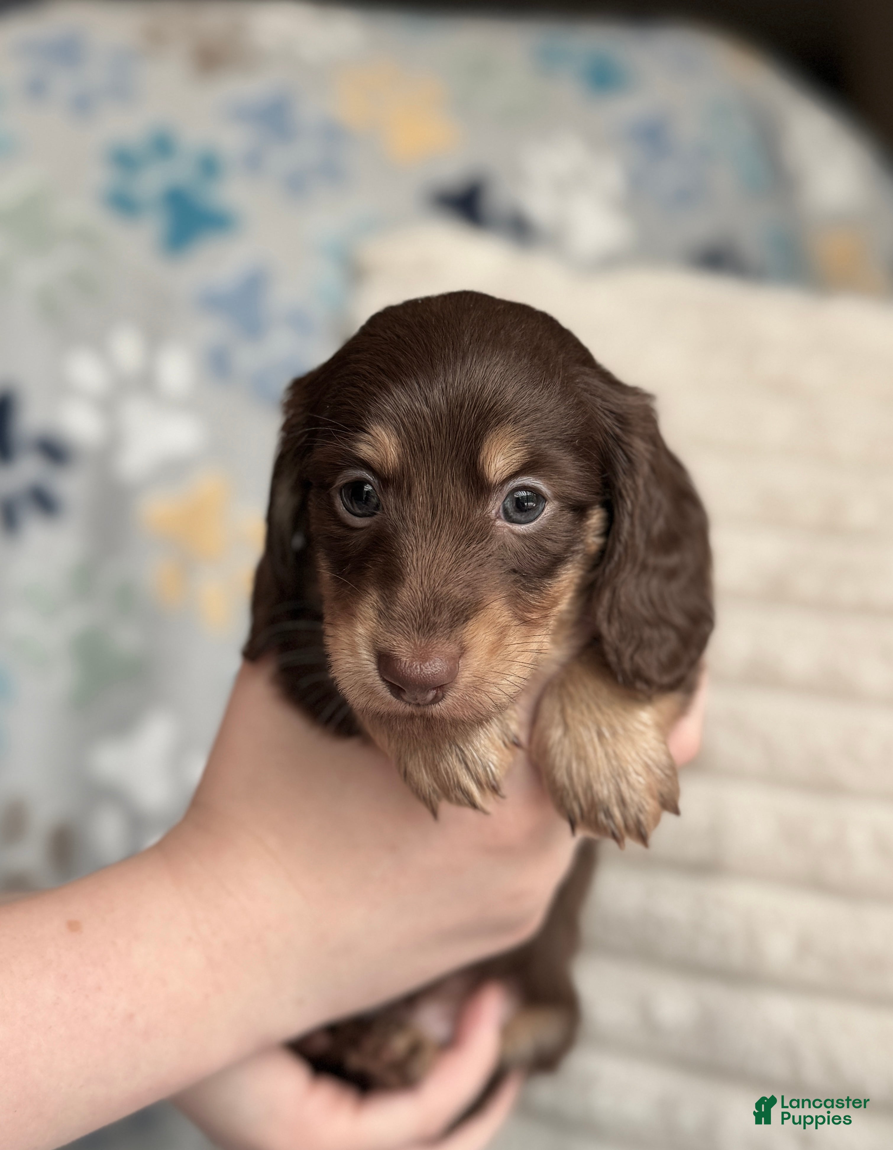 Miniature Dachshund dogs Anna - Ad 2